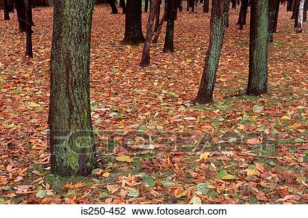 Autumn forest View Large Photo Image Stock Image - Autumn forest. Fotosearch
