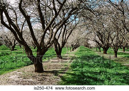 Picture - Blossoming trees in orchard. Fotosearch