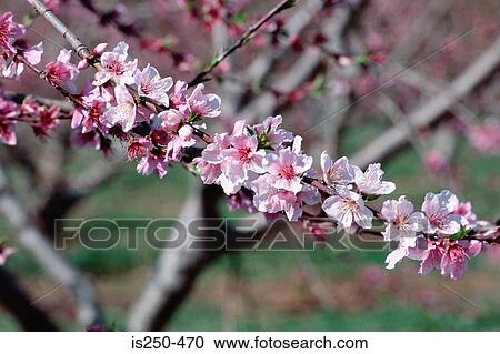 Stock Image - Pink blossom on tree. Fotosearch