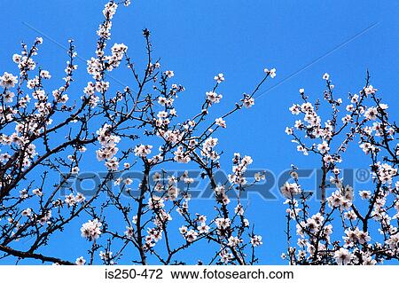 Pink blossom on tree View Large Photo Image Stock Image - Pink blossom on tree. Fotosearch