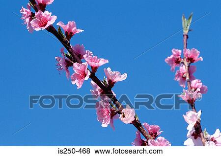 Stock Photo - Pink blossom on tree. Fotosearch