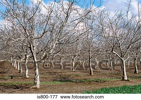 Stock Photo - Trees in orchard. Fotosearch