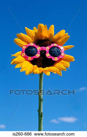 Sunflower wearing sunglasses View Large Photo Image Stock Photograph - Sunflower wearing sunglasses. Fotosearch