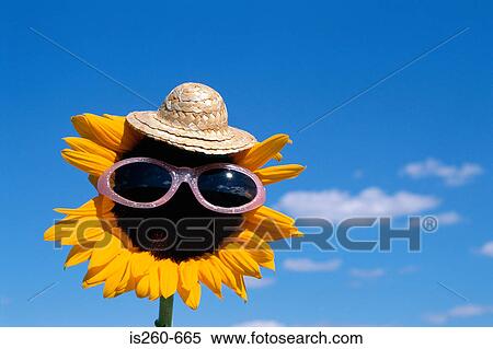 Stock Photography - Sunflower wearing sunglasses. Fotosearch