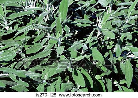 Berggarten sage View Large Photo Image Stock Photography - Berggarten sage. Fotosearch