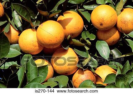 Orange tree View Large Photo Image Picture - Orange tree. Fotosearch
