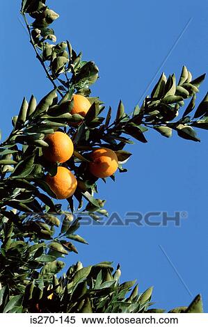 Orange tree View Large Photo Image Stock Photography - Orange tree. Fotosearch
