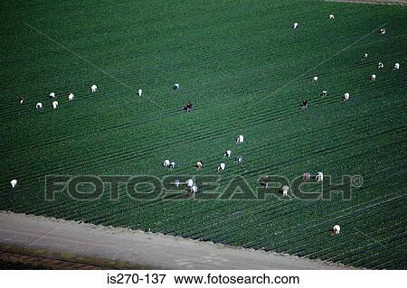 People working on a arable farm View Large Photo Image Stock Photo - People working on a arable farm. Fotosearch