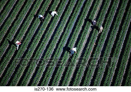 People working on a arable farm View Large Photo Image Stock Photograph - People working on a arable farm. Fotosearch