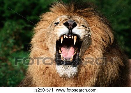 African lion snarling View Large Photo Image Stock Image - African lion snarling. Fotosearch
