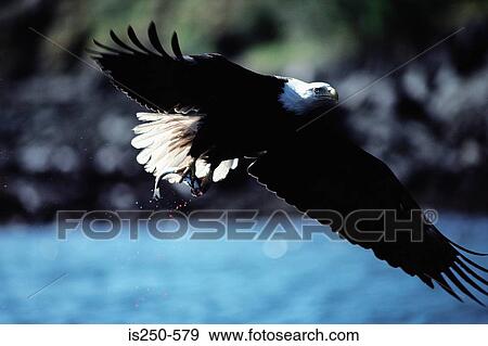 Stock Photo - Bald eagle flying. Fotosearch