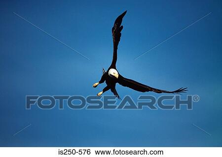 Bald eagle flying View Large Photo Image Stock Photograph - Bald eagle flying. Fotosearch
