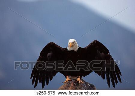 stock image of bald eagle perched on rock is250 575 search stock