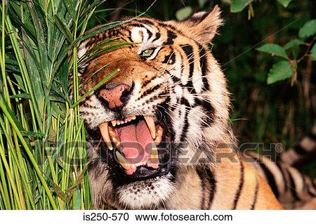 Bengal tiger View Large Photo Image Stock Image - Bengal tiger. Fotosearch