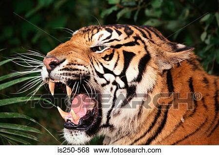 Bengal tiger View Large Photo Image Stock Photo - Bengal tiger. Fotosearch