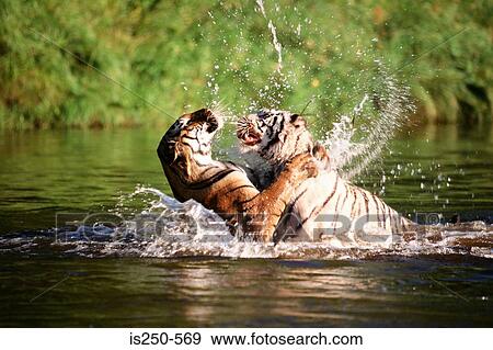 Bengal tigers fighting View Large Photo Image Stock Photo - Bengal tigers fighting. Fotosearch