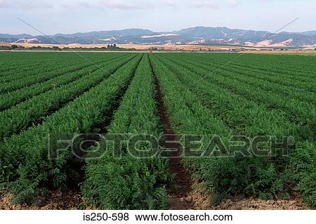 Field of carrots View Large Photo Image Stock Photo - Field of carrots. Fotosearch