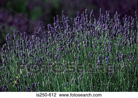 Stock Image - Field of lavender. Fotosearch