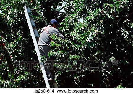Man picking cherries View Large Photo Image Picture - Man picking cherries. Fotosearch