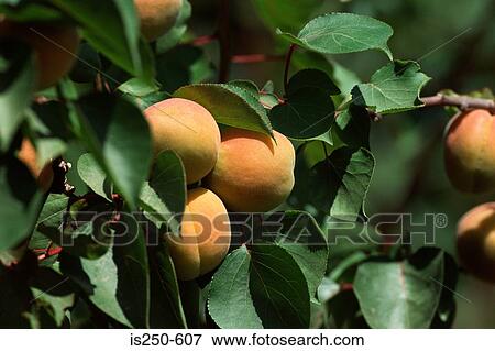 Stock Photo - Peaches on tree. Fotosearch