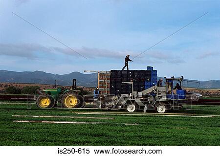 People harvesting on arable farm View Large Photo Image Stock Photography - People harvesting on arable farm. Fotosearch