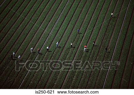 Stock Image - People working on an arable farm. Fotosearch