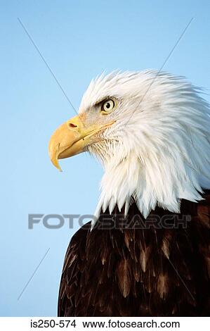 Picture - Portrait of a bald eagle. Fotosearch