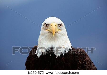 Stock Image - Portrait of a bald eagle. Fotosearch