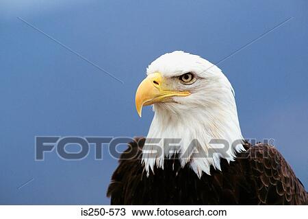 Stock Image - Portrait of a bald eagle. Fotosearch