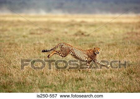 Running cheetah View Large Photo Image Stock Photo - Running cheetah. Fotosearch