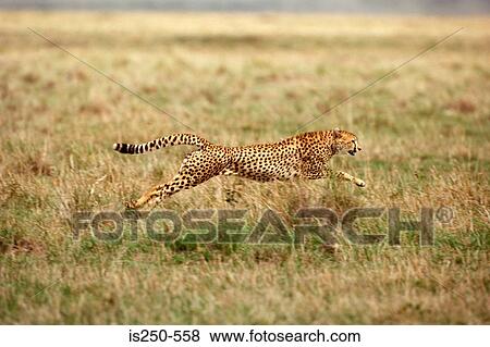 Running cheetah View Large Photo Image Stock Photo - Running cheetah. Fotosearch