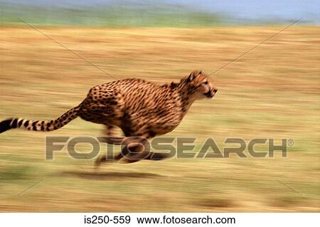 Stock Photo - Running cheetah. Fotosearch