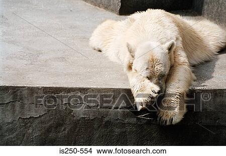 Sleeping polar bear View Large Photo Image Picture - Sleeping polar bear. Fotosearch