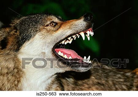 Stock Image - Snarling wolf. Fotosearch