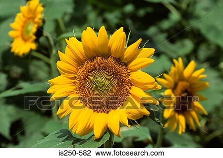 Stock Image - Sunflowers. Fotosearch