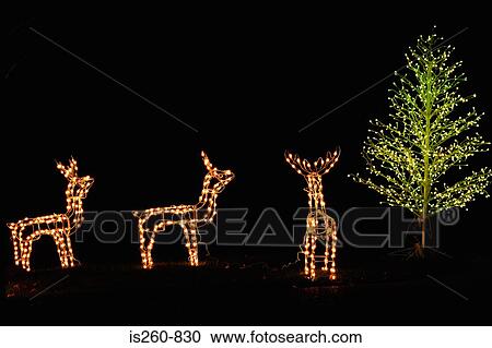 Stock Fotografie - verlicht, rendier is260-830 - Zoek Stockfoto\'s ... Stock Fotografie - verlicht, rendier is260-830 - Zoek Stockfoto\'s ...