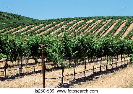 Vineyard on hill View Large Photo Image Stock Photo - Vineyard on hill. Fotosearch