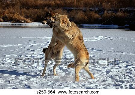 Picture - Wolves fighting. Fotosearch
