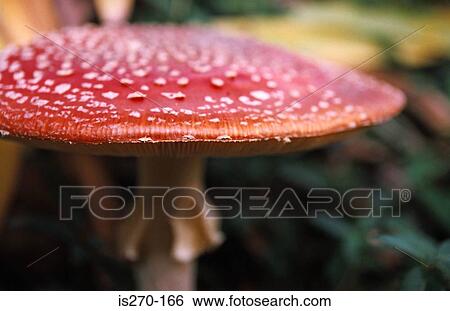 Stock Photograph - Fly agaric mushroom. Fotosearch