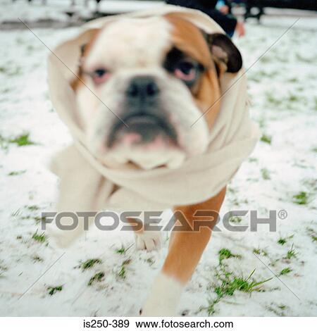 Stock Photo - Bulldog wearing a bandage. Fotosearch