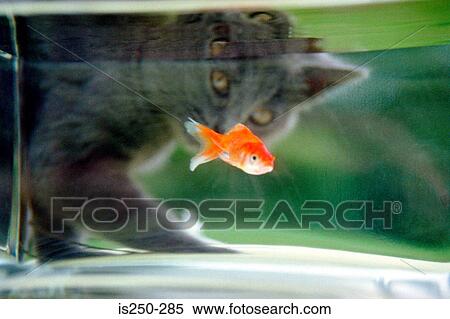 Stock Photography - Cat watching a goldfish. Fotosearch