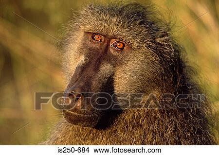 Chacma baboon View Large Photo Image Picture - Chacma baboon. Fotosearch