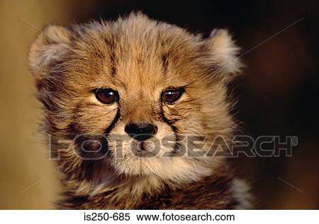 Cheetah cub View Large Photo Image Stock Photography - Cheetah cub. Fotosearch