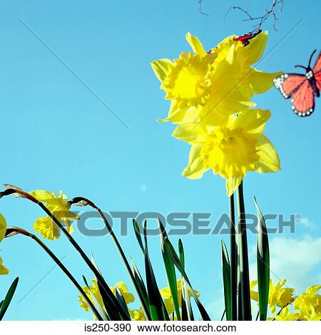 Daffodils View Large Photo Image Stock Image - Daffodils. Fotosearch