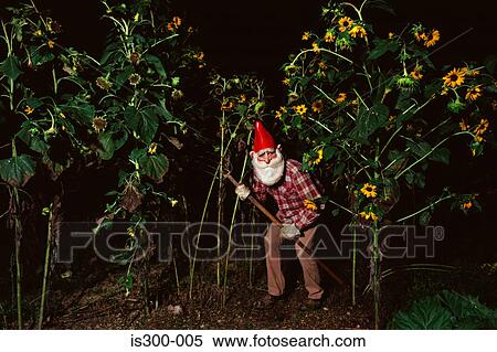 Gnome lurking in a flowerbed View Large Photo Image Stock Photography - Gnome lurking in a flowerbed. Fotosearch
