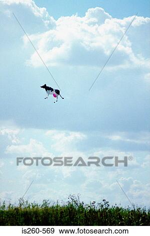 Stock Photo - Inflatable cow in sky. Fotosearch