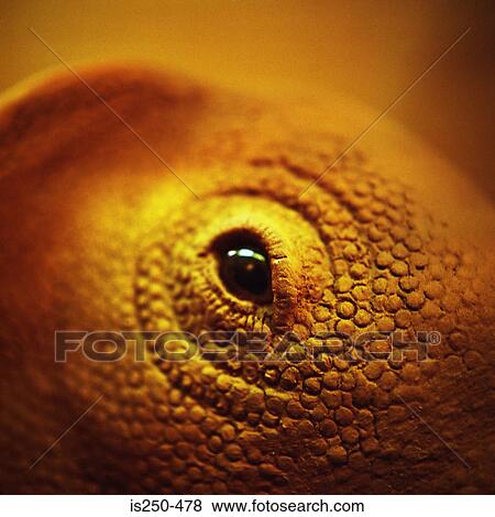 Lizard's eye View Large Photo Image Stock Photo - Lizard's eye. Fotosearch
