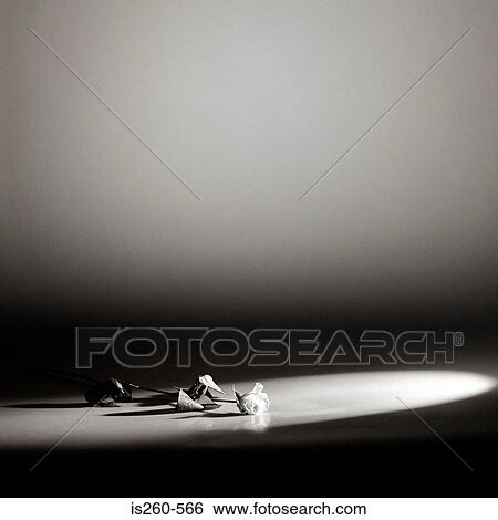 Rose in spotlight View Large Photo Image Stock Photograph - Rose in spotlight. Fotosearch
