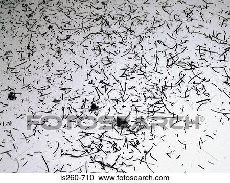 Stubble View Large Photo Image Stock Image - Stubble. Fotosearch