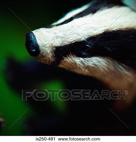 Stock Image - Stuffed badger. Fotosearch